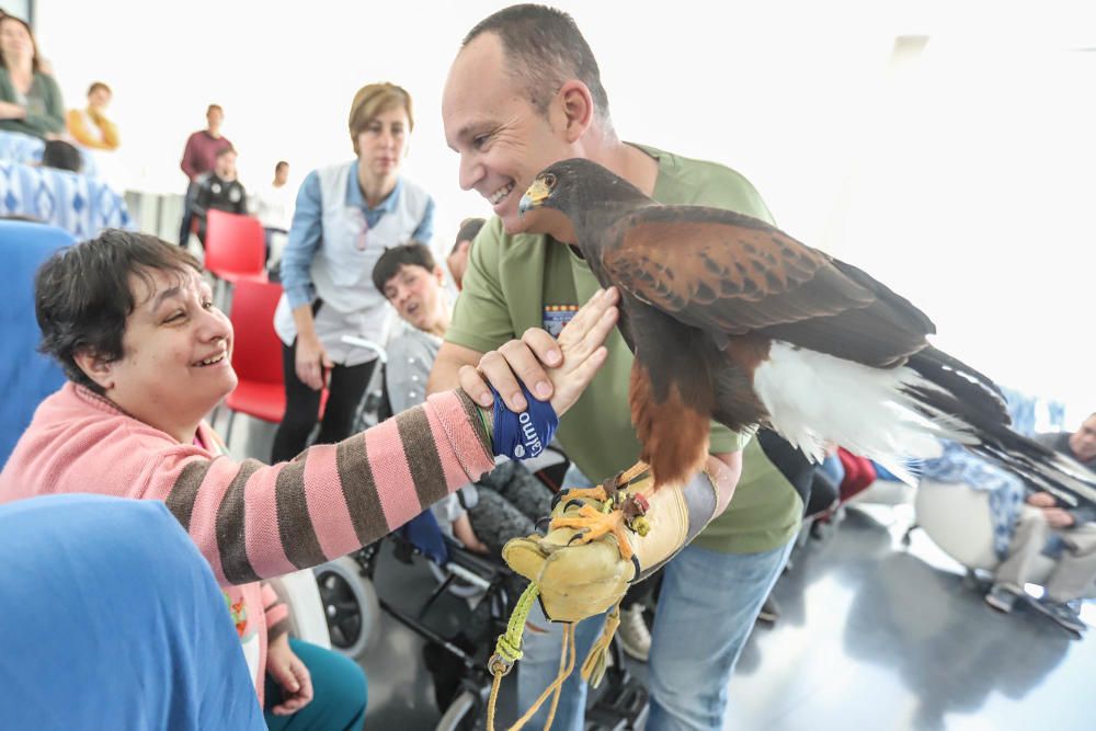 Aves rapaces forman parte de un programa educativo