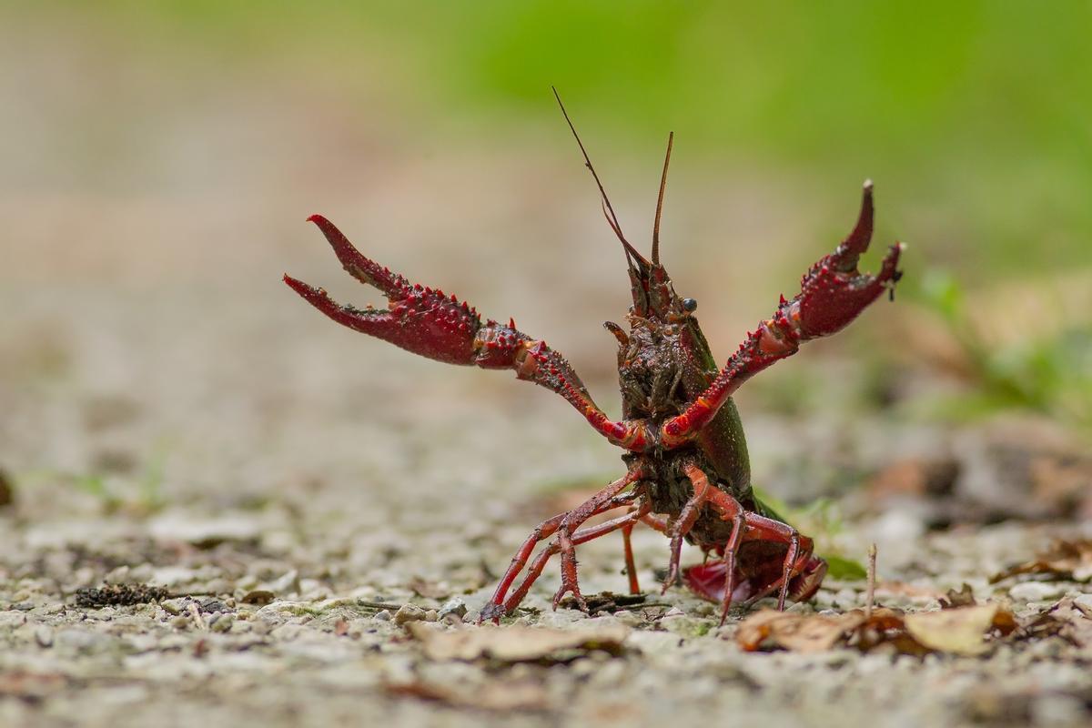 Los cangrejos americanos invaden ya el 95% del hábitat de la especie local de España