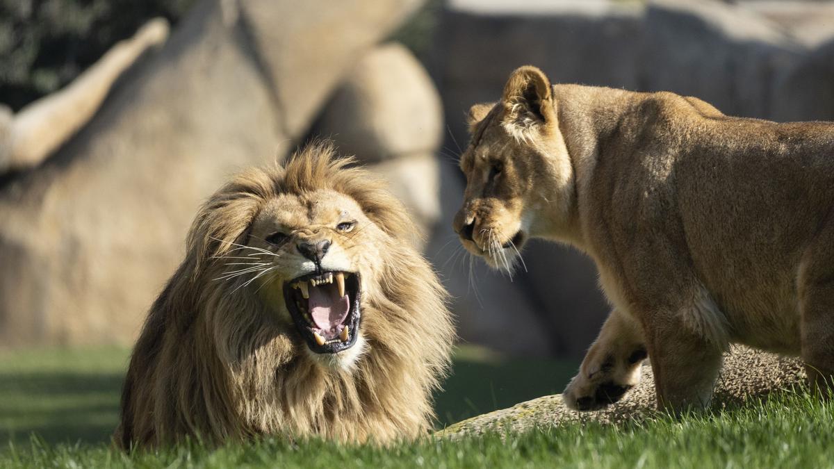 BIOPARC Valencia se une a la celebración del Día Internacional de la Madre Tierra.