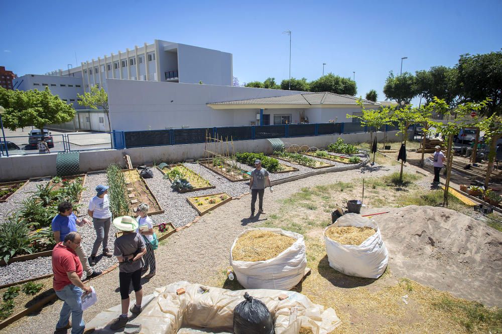 Hort interdisciplinari a l'IES Maltide Salvador de Castelló