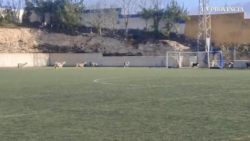 Cabras futboleras invaden el campo de El Goro en Telde