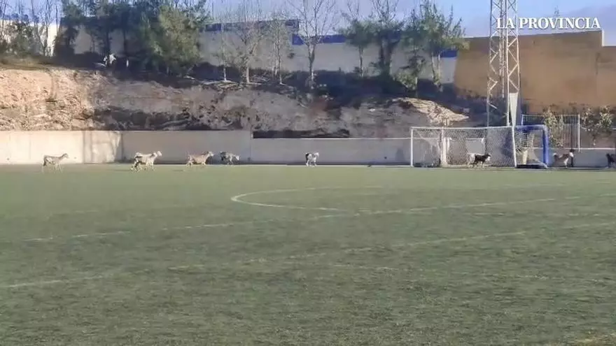 Cabras futboleras invaden el campo de El Goro en Telde