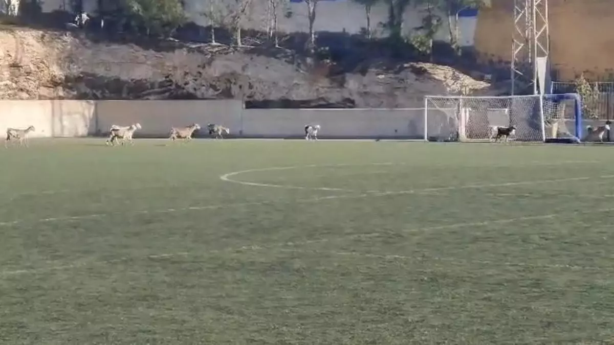 Cabras “futboleras” en Telde: se cuelan por un agujero y corren por el campo de El Goro