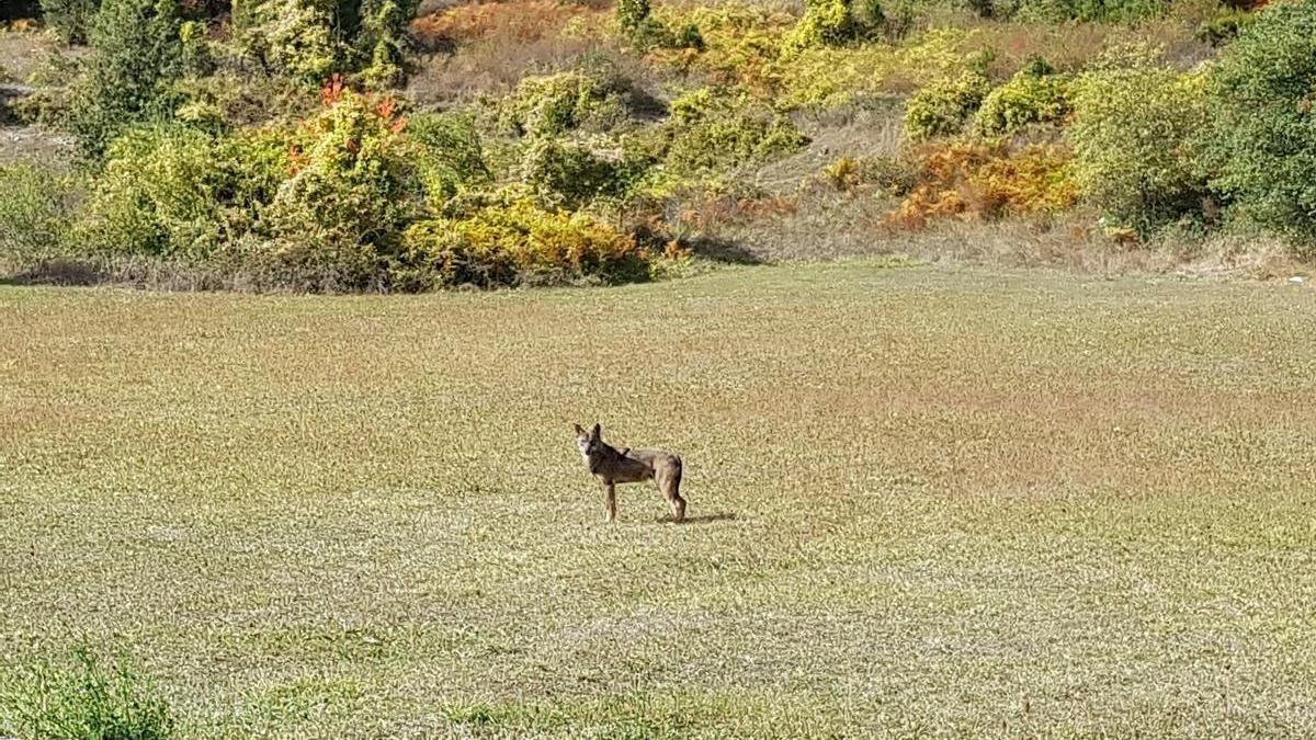 Ejemplar silvestre de lobo ibérico en las inmediaciones del parque nacional de los Picos de Europa, en la provincia de León.