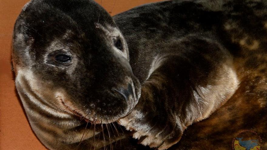 Cadrado, la foca rescatada hace dos días  por CEMMA.