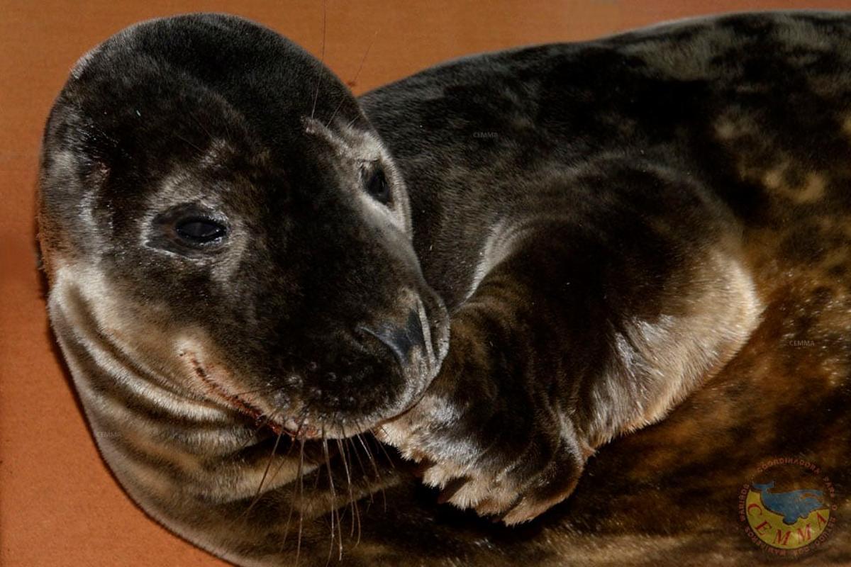 Cadrado, la foca rescatada hace dos días  por CEMMA.