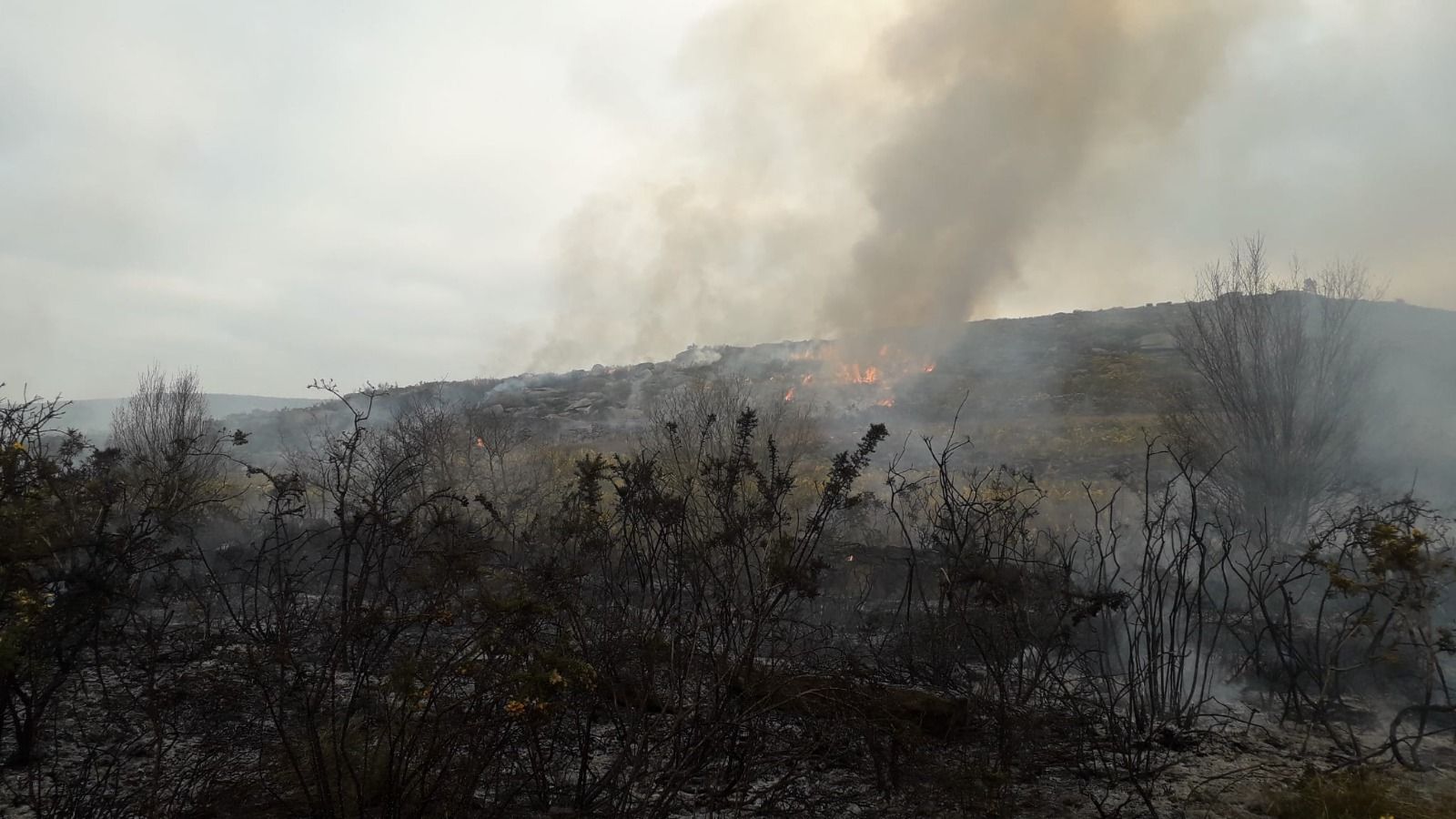 El fuego quemó 20 hectáreas de monte