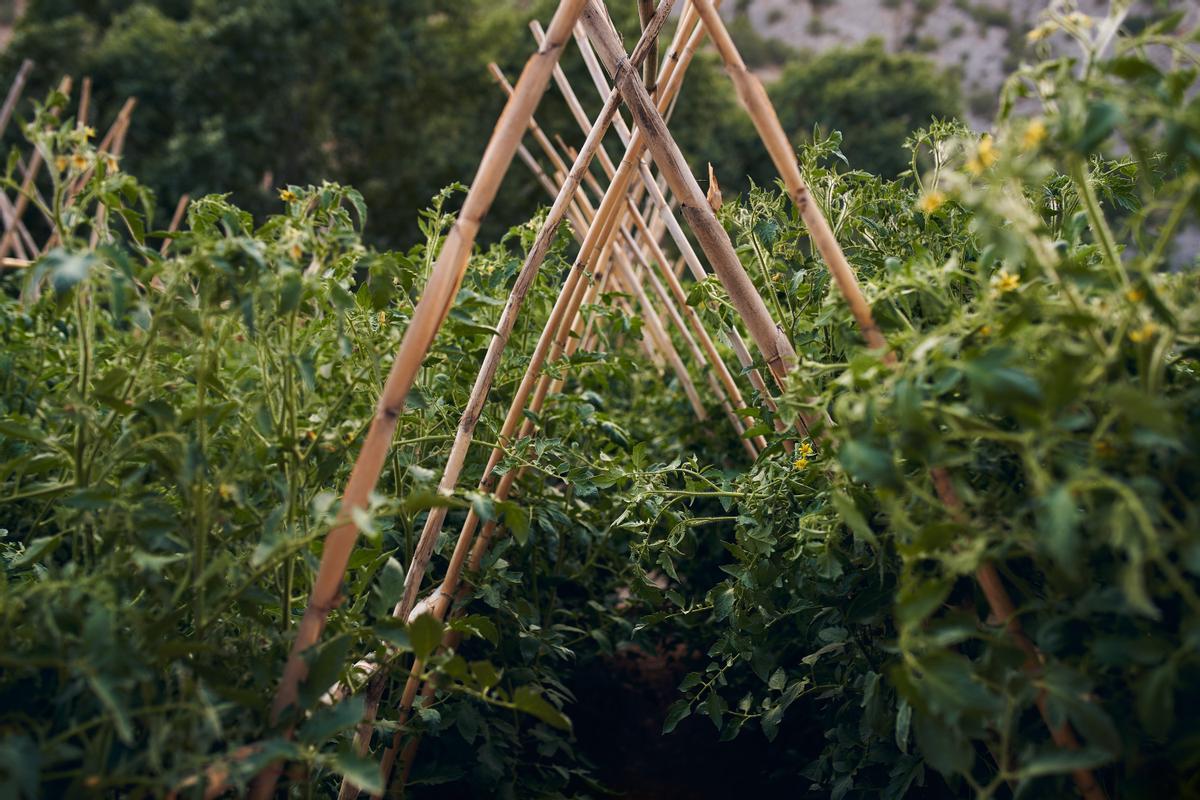 Huerto ecológico del Hotel Ecológico Cueva del Gato del chef Miguel Herrera.