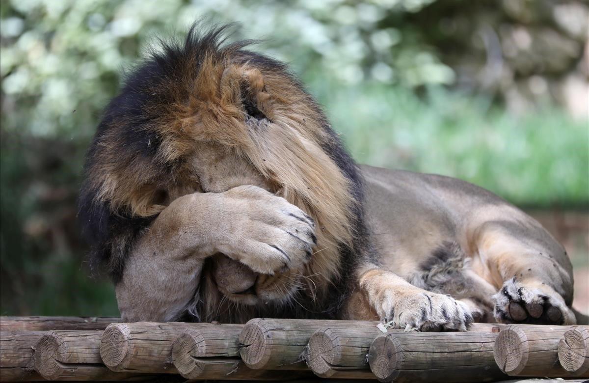 Un león asiático se cubre los ojos con una de sus garras, este jueves, en Zoológico bíblico durante un día caluroso en Jerusalén (Israel).