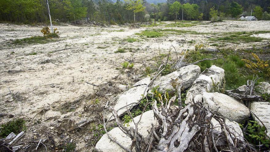 Así quedó el monte de Loureiro en el que estaba la necrópolis megalítica de A Bugalleira. // Carlos Peteiro