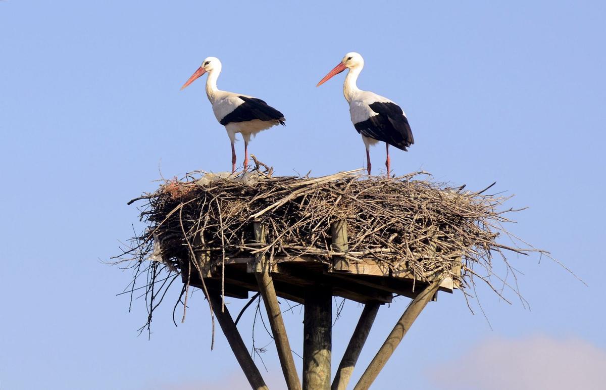 EJEMPLARES DE CIGÜEÑAS BLANCAS QUE RETORNAN TRAS LA MIGRACION OTOÑAL EN EL HUMEDAL DE LA ANTIGUA LAGOA DE ANTELA ( XINZO DE LIMIA ), DONDE HAN INICIADO EL PROCESO DE REOCUPACION DE NIDOS EN ARBOLES Y POSTES ARTIFICIALES. UNA PAREJA DE CIGÜEÑAS EN UN NIDO DE POSTE ARTIFICIAL. AVES. CIGUEÑAS BLANCAS. MIGRACION