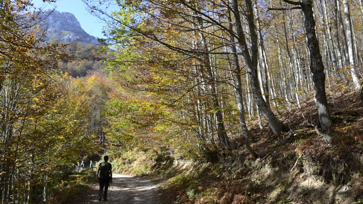 Ruta por el bosque de Peloño