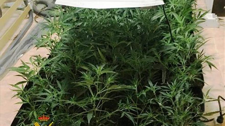 Hallan en Xilxes un cultivo &#039;indoor&#039; de marihuana al acudir a un desahucio