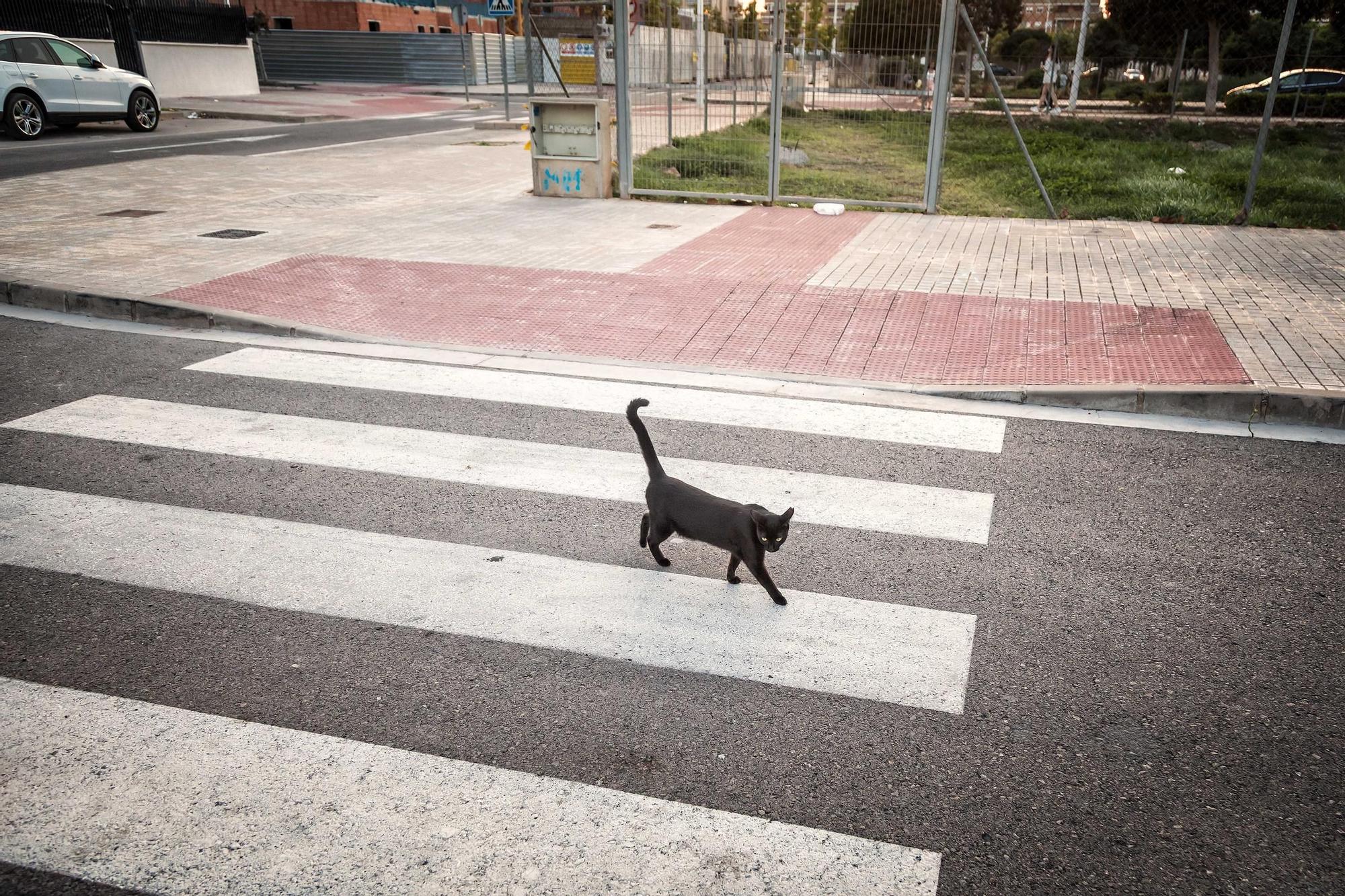 Colección premiada de David Piqueras