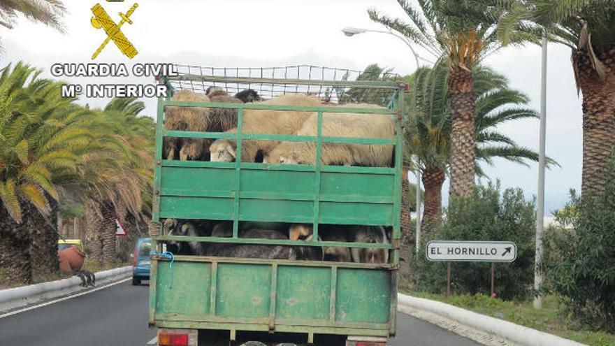 El camión con los animales a bordo, que fue intervenido en una vía de Telde.