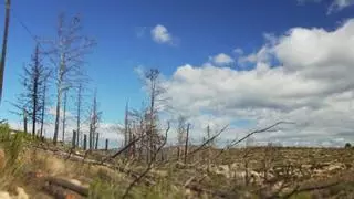 Un 'bosque de cine' en Viver: cultura y naturaleza se unen para reforestar el monte quemado