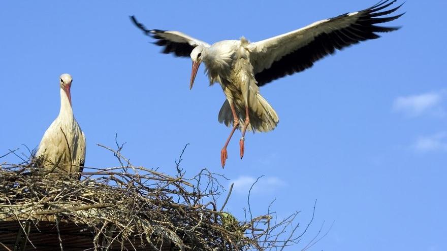 Nacen tres polluelos de cigüeña en Terra Natura Murcia