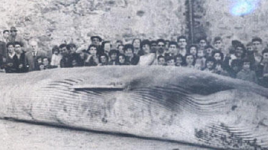 Una ballena varada en los años 60 en el puerto de Malpica. (l) L.O.