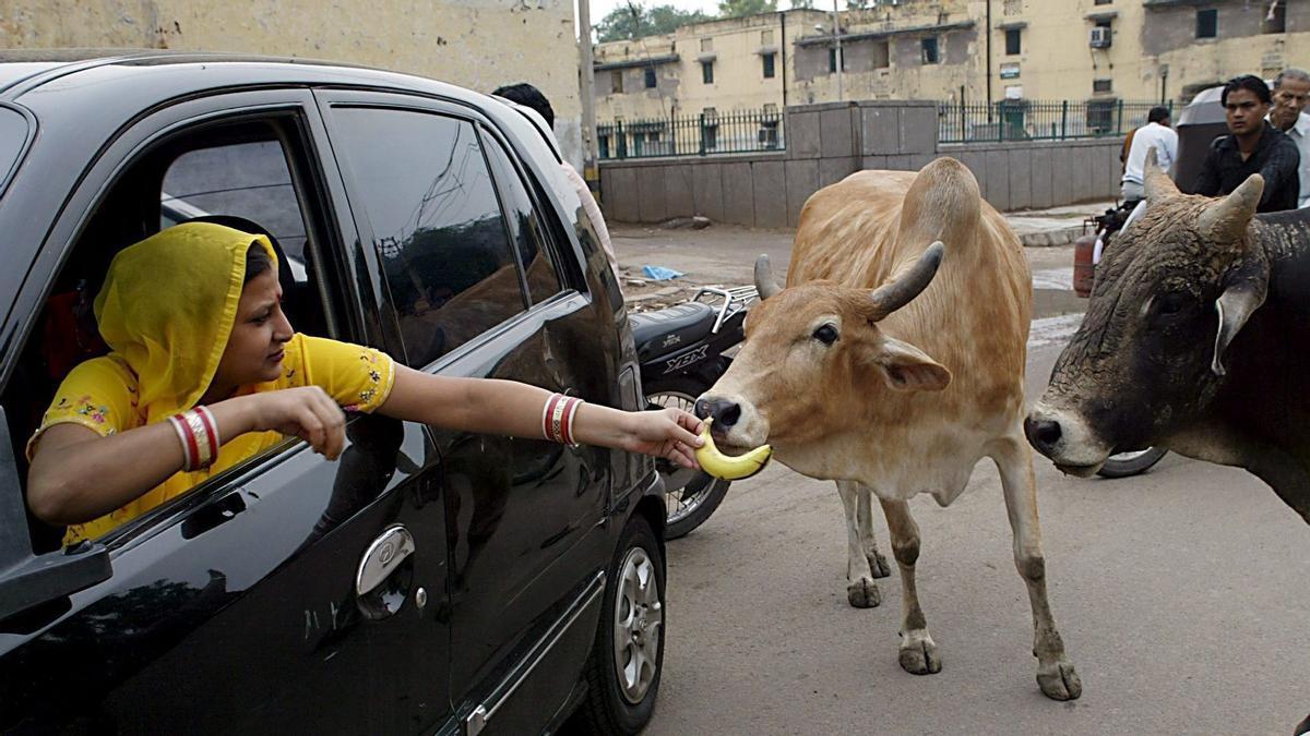 NUEVA DELHI (INDIA) 05/08/05.- Una mujer india ofrece un plátano a una vaca en una calle de Nueva Delhi, India, hoy viernes 5 de agosto. El Tribunal Supremo de Nueva Delhi ordenó ayer, jueves, ofrecer 2.000 rupias indias (37 euros) por cualquier cabeza de ganado extraviada que sea conducida hasta las autoridades municipales de Delhi. El dinero que se dé por rescatar a uno de estos animales será recuperado mediante su subasta. Se estima que en Nueva Delhi hay unas 28.000 vacas extraviadas, que son veneradas de forma generalizada como si fueran sagrados en este país mayoritariamente hindú. EFE/Money Sharma