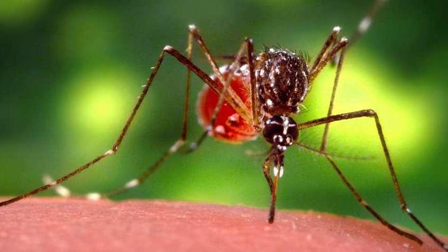 Ejemplar del mosquito transmisor del virus del zika.