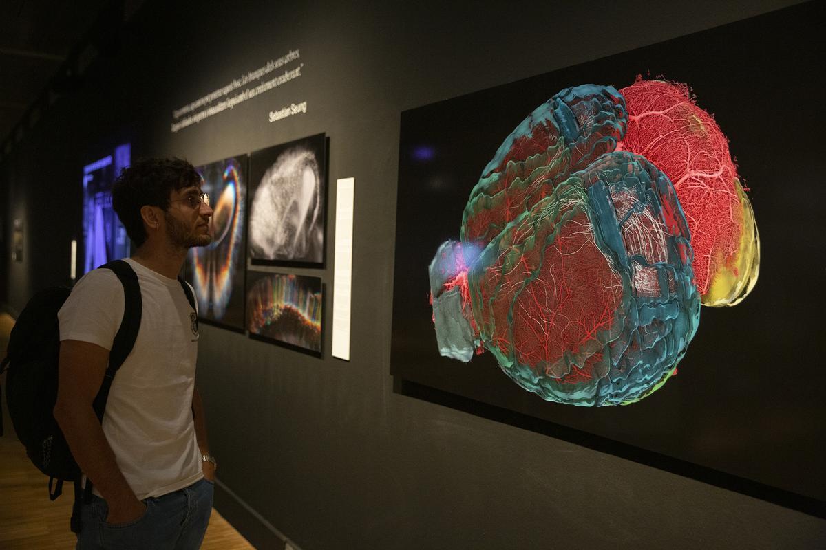 El cerebro como objeto de inspiración en el CCCB con la exposición Cerebro(s)