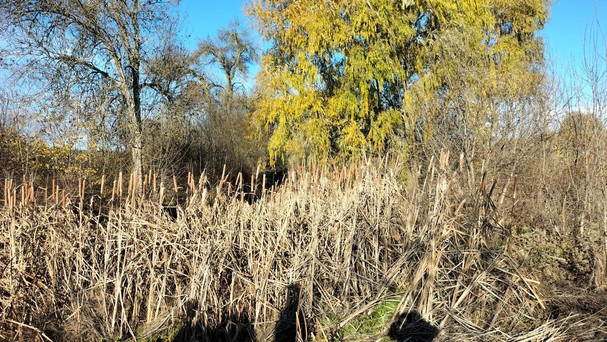 Acumulación de vegetación en el cauce de la rivera de Cadozos, en su tramo urbano