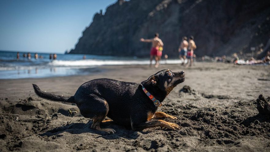 Las Gaviotas, primera playa para perros de Santa Cruz de Tenerife