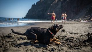 Santa Cruz encarga el proyecto para habilitar en Las Gaviotas su primera playa de perros