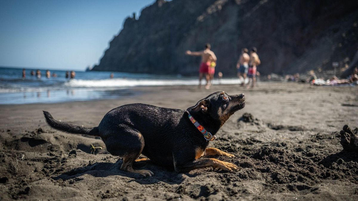 Las Gaviotas, primera playa para perros de Santa Cruz de Tenerife