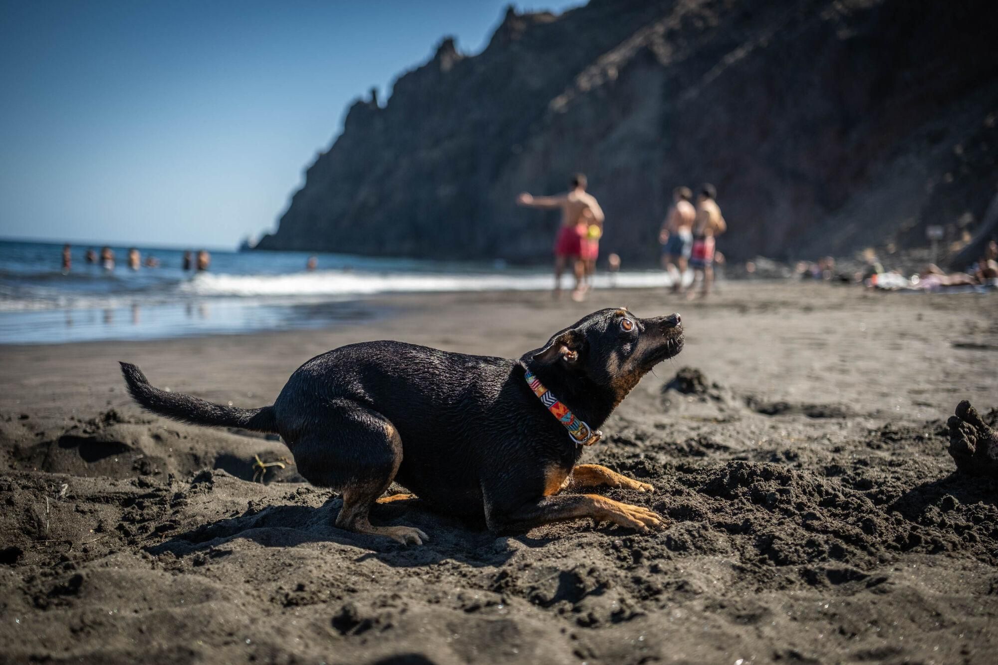Las Gaviotas, primera playa para perros de Santa Cruz de Tenerife