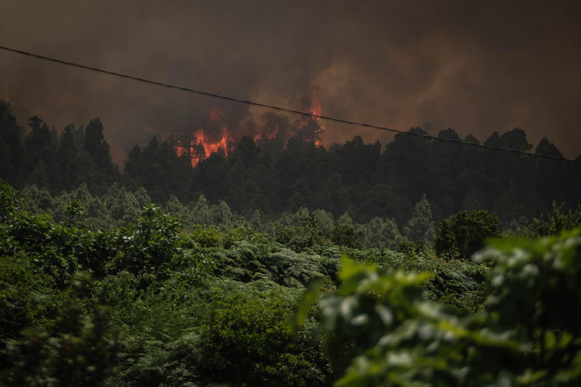 El incendio forestal de Tenerife, en imágenes