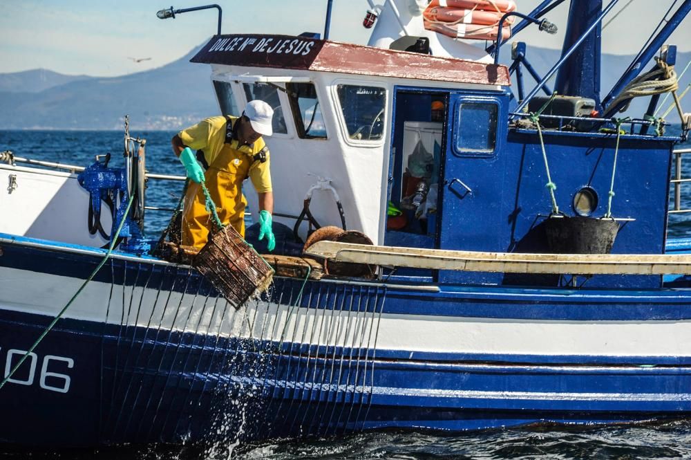 El pulpo, esquivo en Arousa