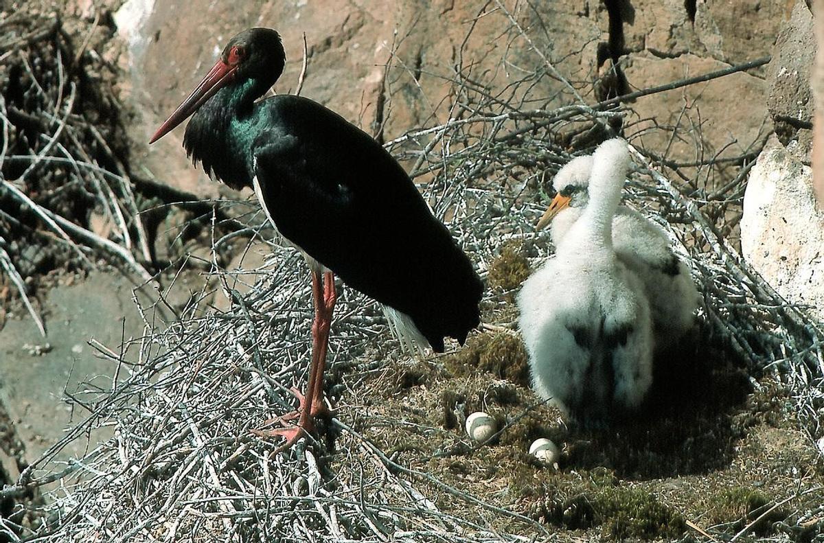 Un ejemplar adulto, con sus polluelos en el nido.