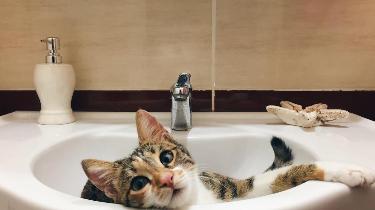 Un gato doméstico en un baño.