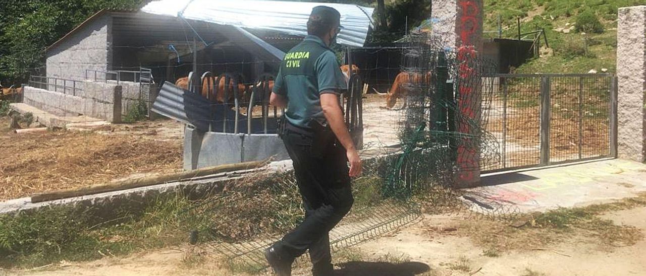 Un agente de la Guardia Civil inspecciona la valla metálica y el comedero destrozados en el recinto de las vacas cachenas.