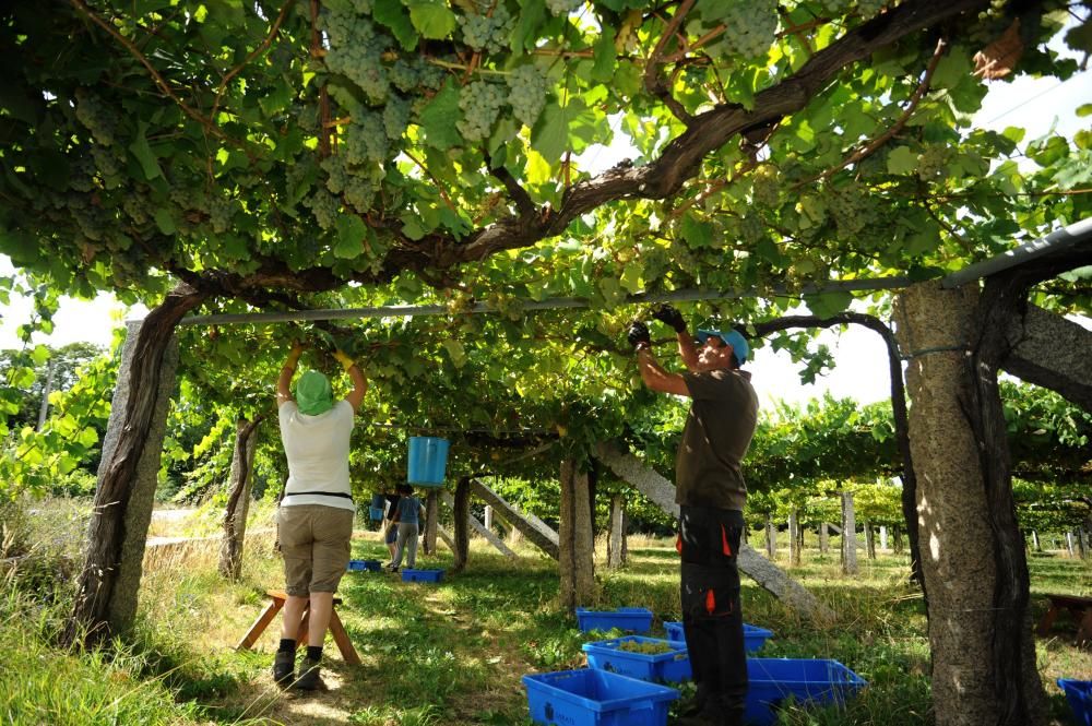 Las bodegas más madrugadoras de Rías Baixas ya rozan el millón de kilos de uva vendimiada
