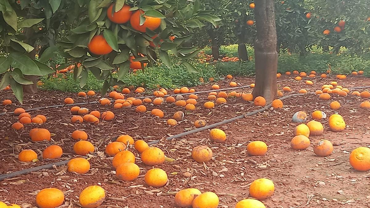 Naranjas caídas a tierra por el exceso de humedad en el campo valenciano, esta mañana.