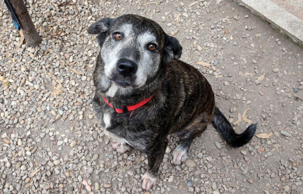 Los perros, en busca de un hogar