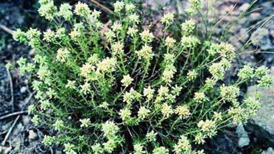 Ejemplar de Zarramilla o «poliol mascle» (Teucrium Edetanum).