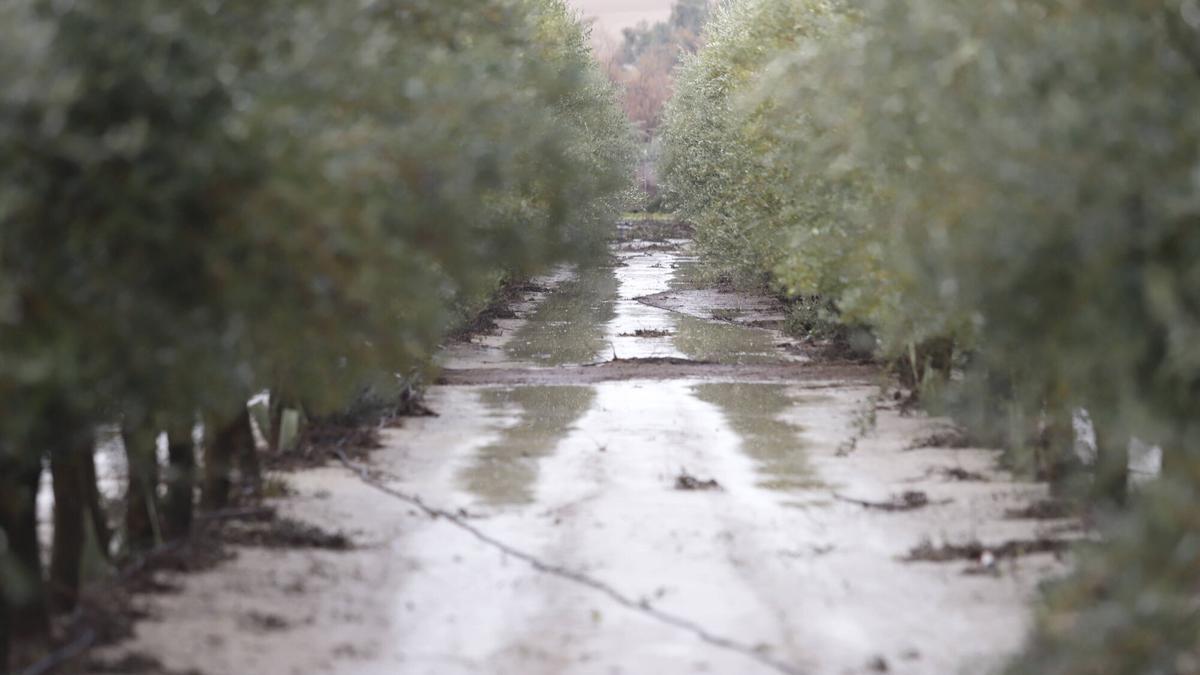 Los olivares cordobeses tras la borrasca Kristin