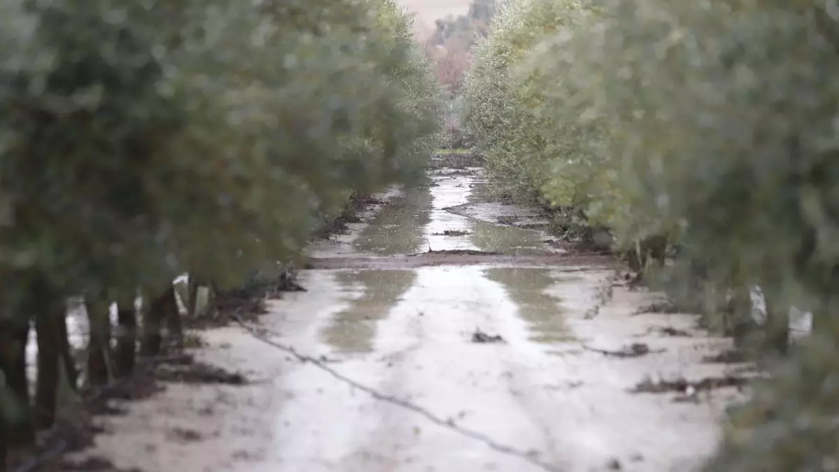 Las lluvias podrían bajar la producción de aceite en Córdoba en unas 37.000 toneladas