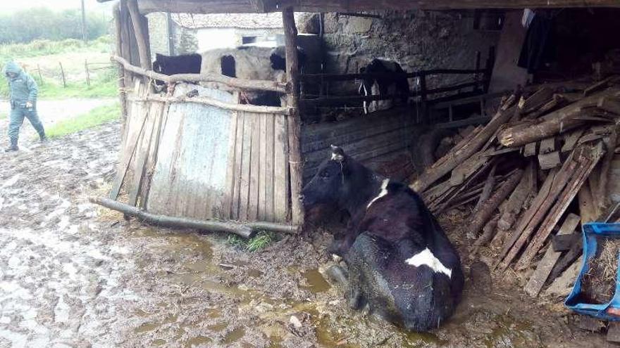 Maltrato a 100 vacas en Vilasantar