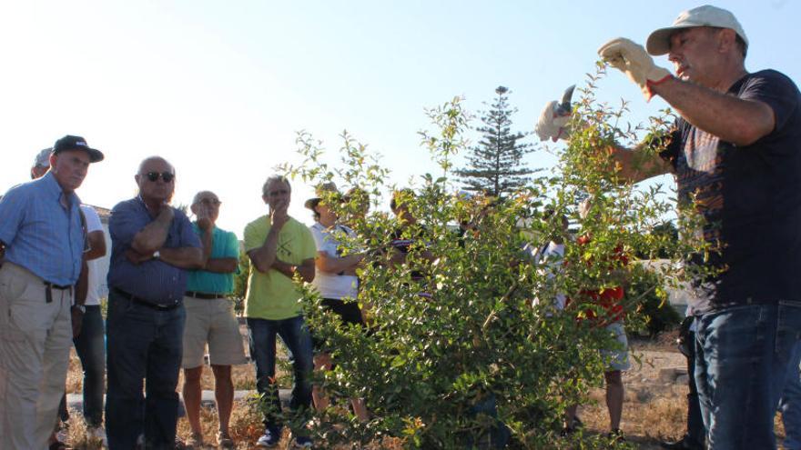 El curso sobre el cultivo de la granada.