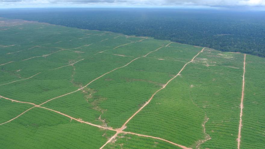 Así destruye el aceite de palma los bosques del mundo
