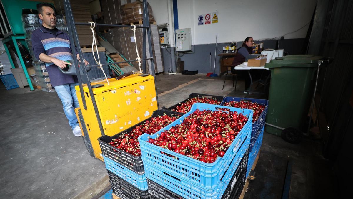 los productores de cerezas de Alicante descartan exportar a China