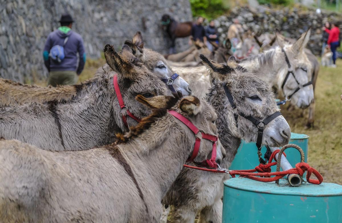 Feria de burros de La Culata de Tejeda 2025