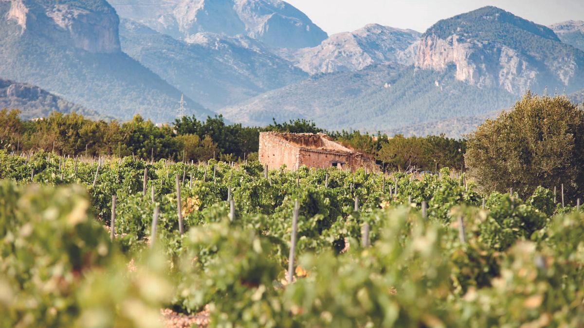 Ein Weinfeld auf Mallorca.