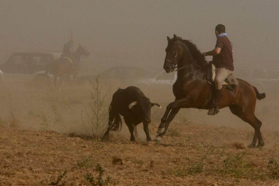 Fiestas en Zamora: Encierro en Villalpando