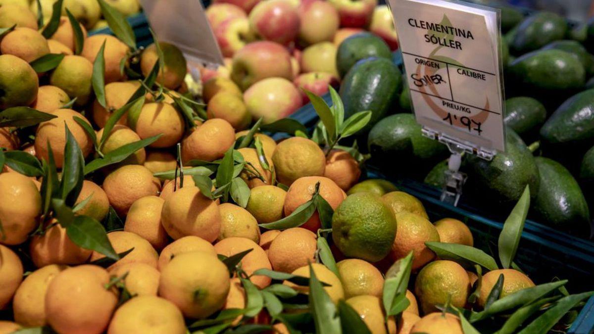 Die Zitrusfruchtbranche auf Mallorca ist wachsam angesichts der möglichen Ausbreitung einer gefährlichen Krankheit.