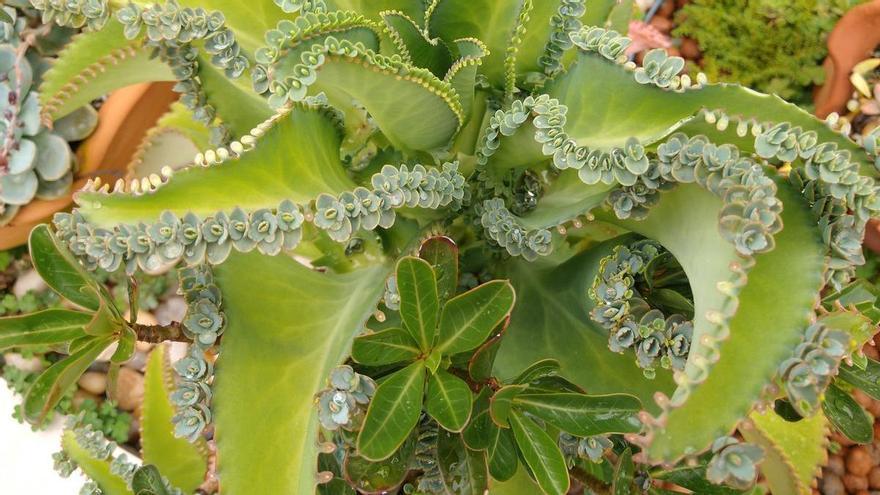 Esta es la resistente planta de Madagascar que tiene las hojas más originales